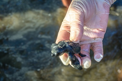 Releasing turtles in Bali