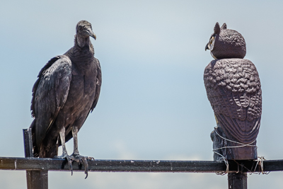 Vultures of Panama City