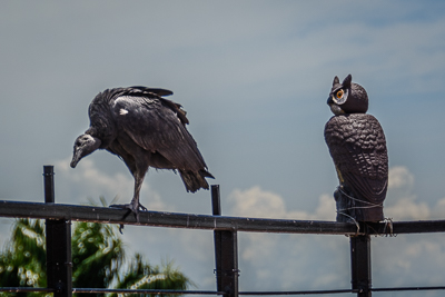 Vultures of Panama