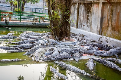 Mekong Delta - Vietnam