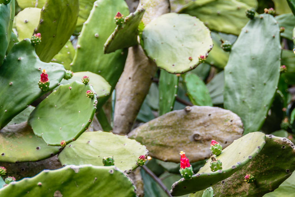 Garden of my Airbnb in Escazú