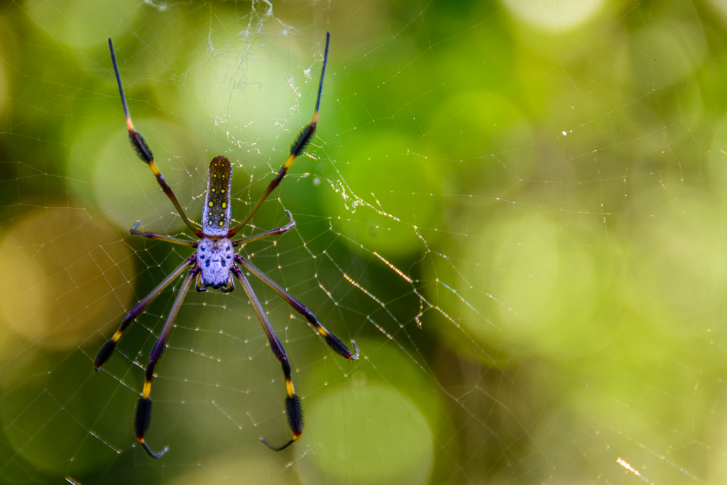 Banana Spider