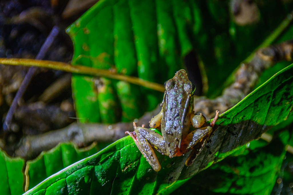 Red-eyed Frog in Monteverde Forest