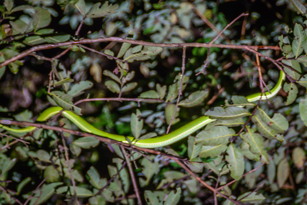 Viper Snake in Monteverde Forest