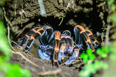 Tarantula in Monteverde