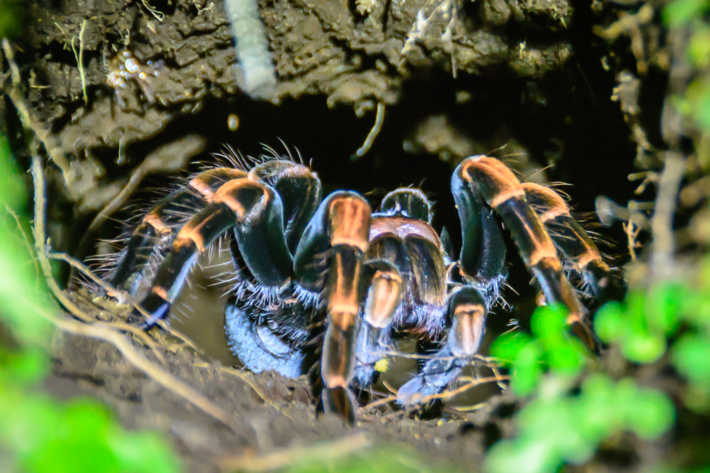Tarantula in Monteverde Forest