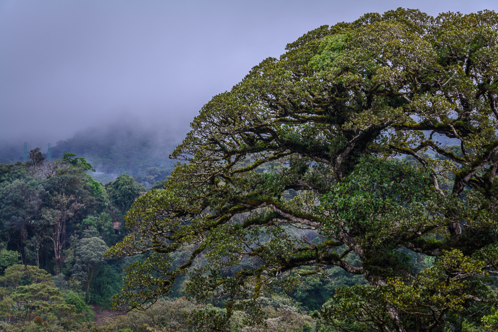 Monteverde Forest