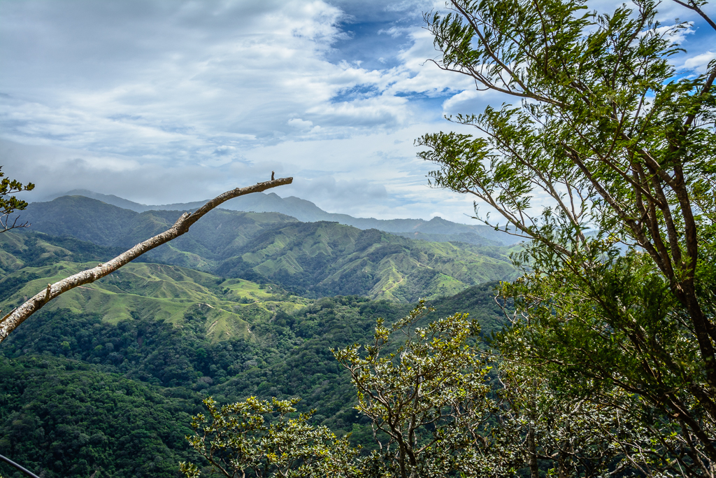 Monteverde Forest