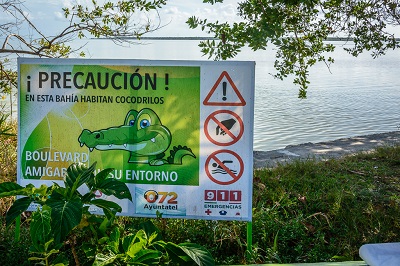 Crocks in Chetumal Waters 