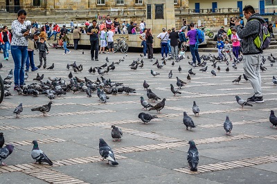 Pigeons at the Bolivar Square, Bogota