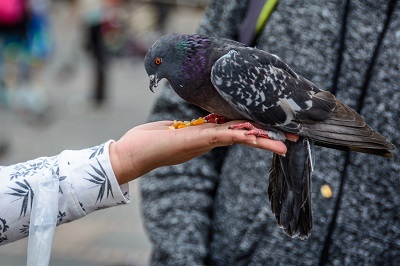 Pigeons at the Bolivar Square, Bogota