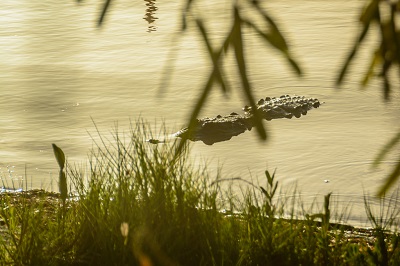 Crocodiles in Nichupte Lagoon 